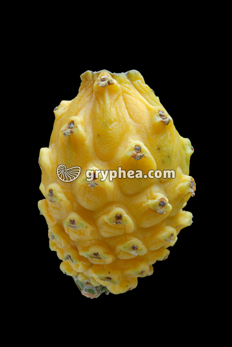 Pitaya jaune (Hylocerus undatus) - gryphea.org